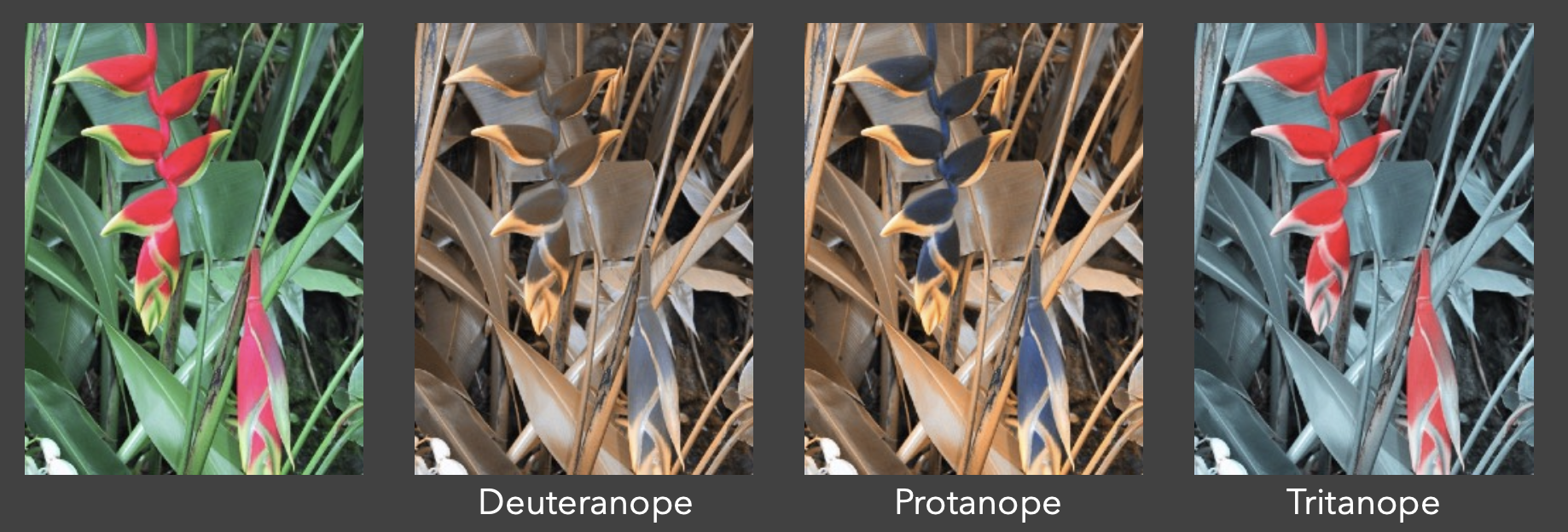 Different types of color vision deficiencies: Deuteranope (red-green), Protanope (red-green), Tritanope (blue-yellow)